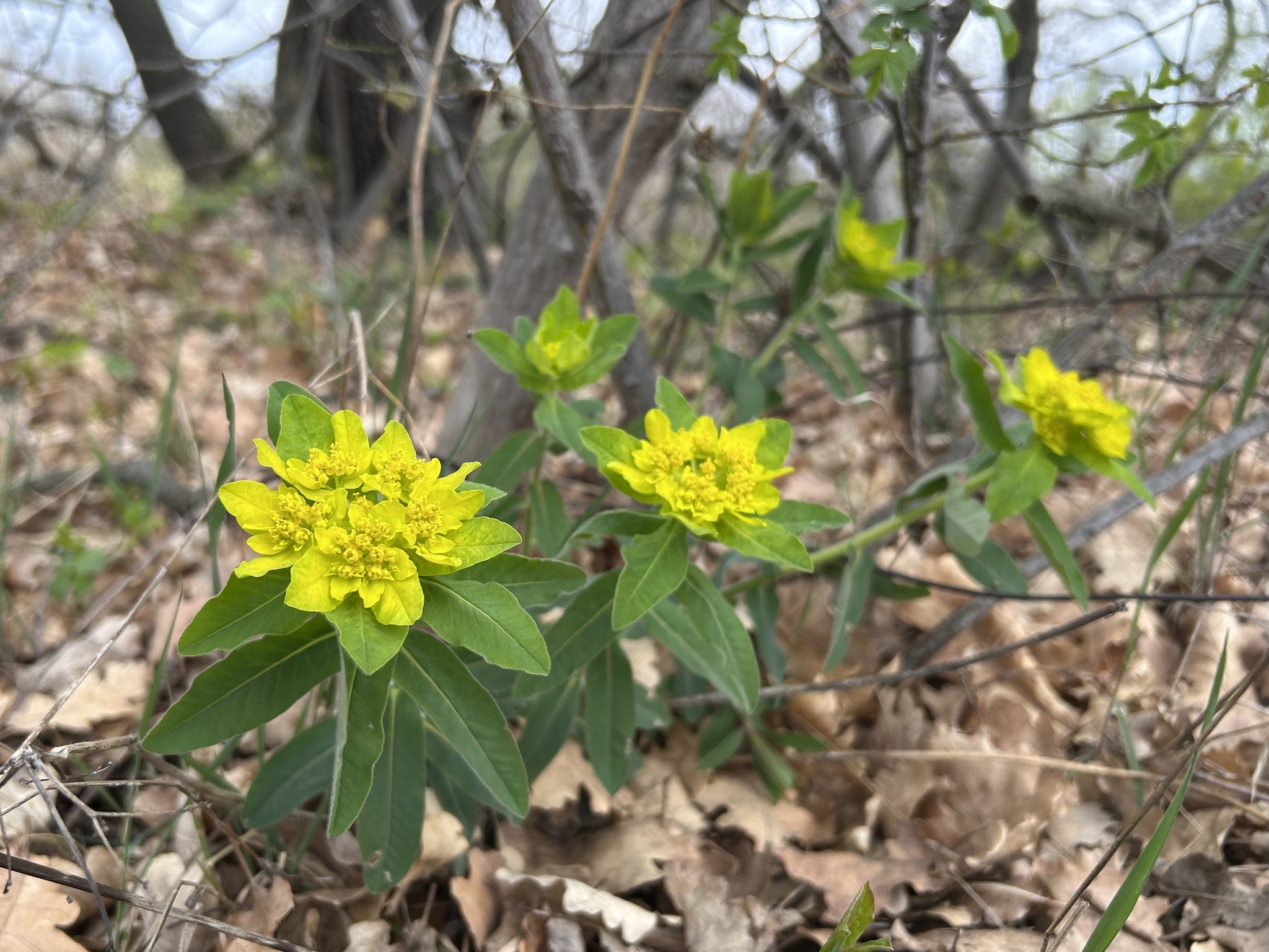 Cushion spurge