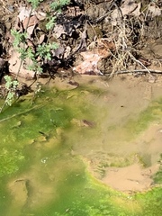 Pseudacris brachyphona