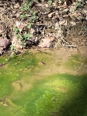 Pseudacris brachyphona