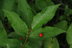 Lonicera glehnii