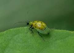 Diabrotica decempunctata