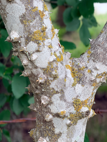 Hercules' club (Zanthoxylum clava)