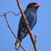 Dollarbird - Photo (c) supergan, some rights reserved (CC BY-NC)