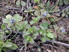 Myosotis stricta