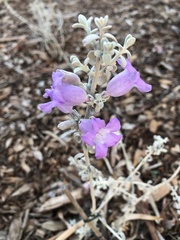 Eremophila delisseri