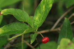 Lonicera glehnii