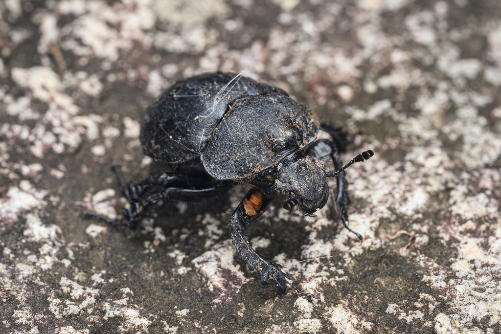 Enoplotrupes sinensis
