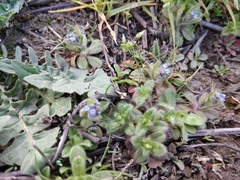 Myosotis stricta