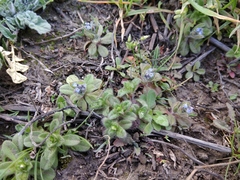 Myosotis stricta
