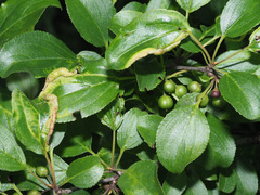 Trichochermes walkeri