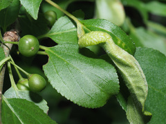 Trichochermes walkeri