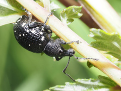Otiorhynchus gemmatus