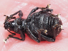 Otiorhynchus gemmatus