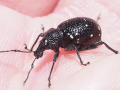 Otiorhynchus gemmatus