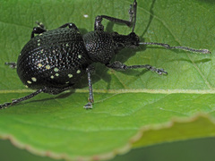 Otiorhynchus gemmatus