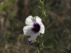Hibiscus cannabinus