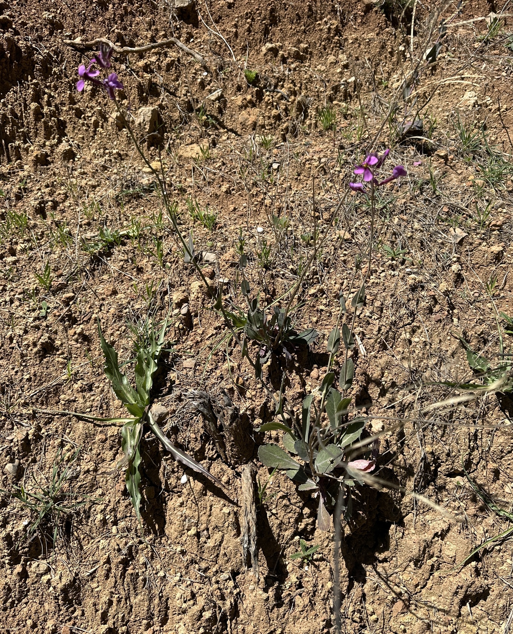Purple Cabbage (Moricandia moricandioides)