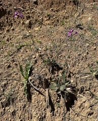 Moricandia moricandioides