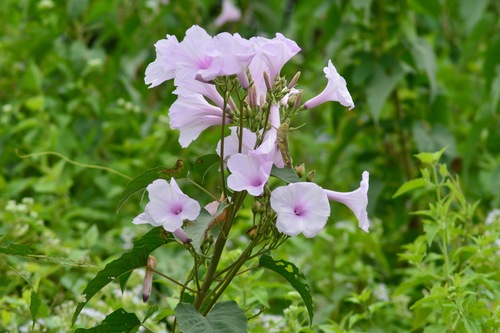 Ipomoea carnea