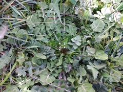 Calepina irregularis