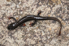 Bingzhi's Stout Newt photo 3