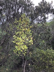 Muellerina celastroides