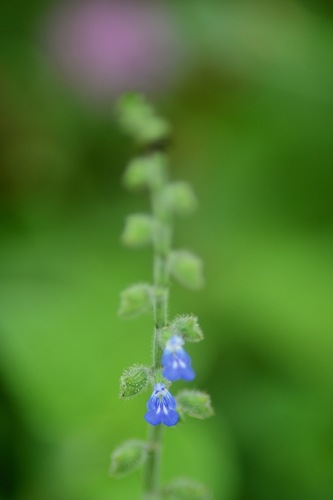 Salvia misella