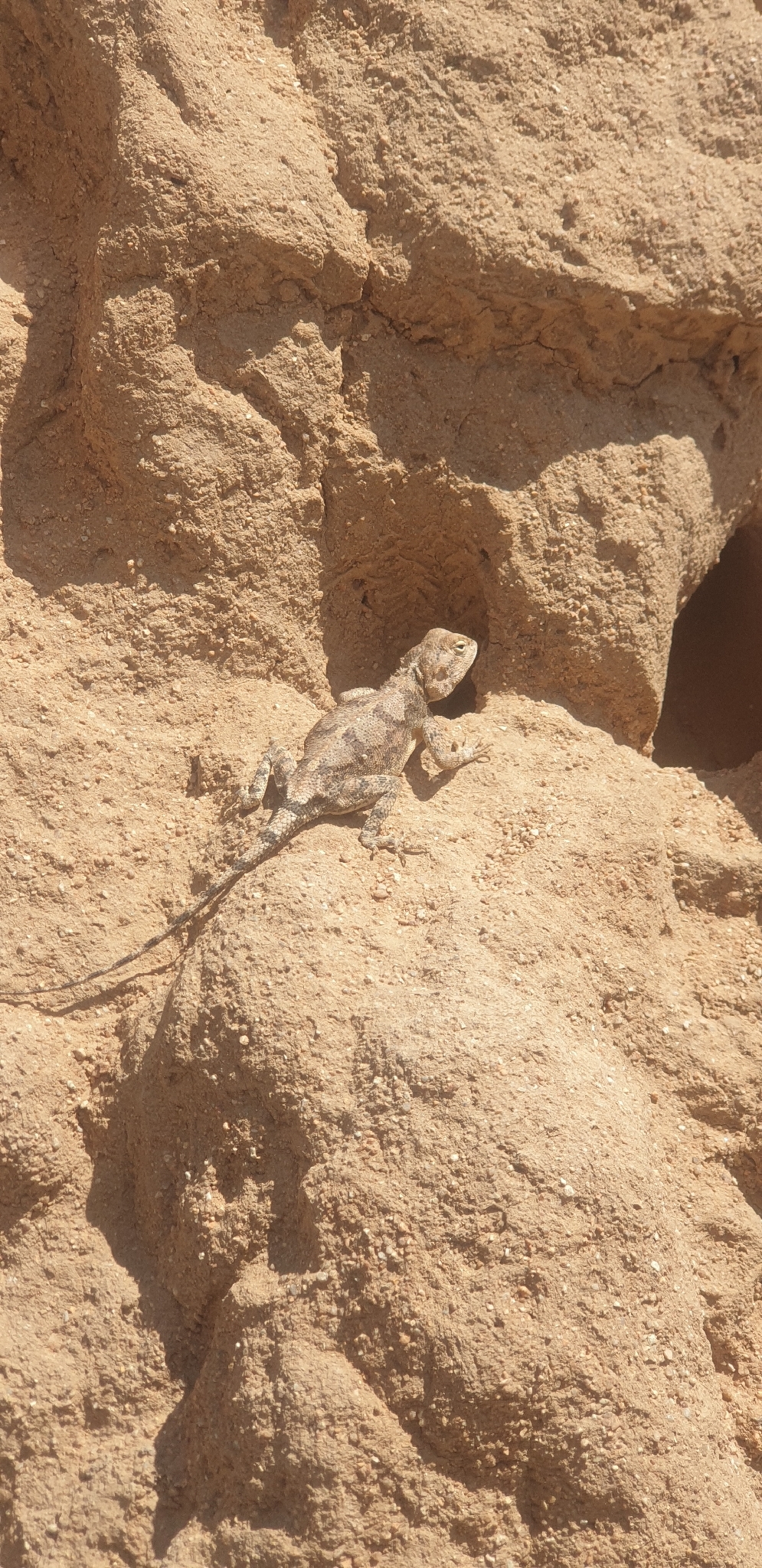 Agama anchietae Bocage, 1896