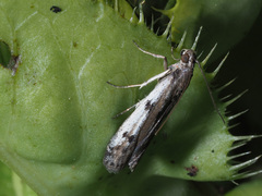 Phycitodes binaevella