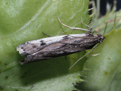 Phycitodes binaevella