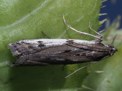 Phycitodes binaevella