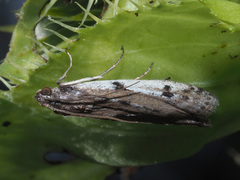 Phycitodes binaevella