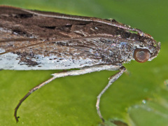 Phycitodes binaevella