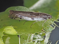 Phycitodes binaevella