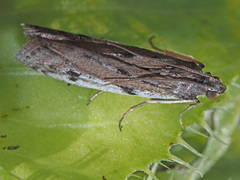 Phycitodes binaevella