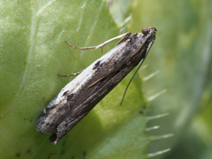 Phycitodes binaevella