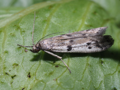 Phycitodes binaevella