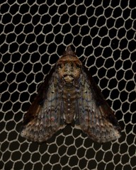 Lophoptera vittigera