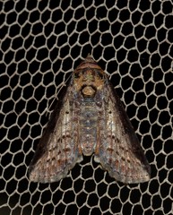 Lophoptera vittigera