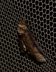 Lophoptera vittigera