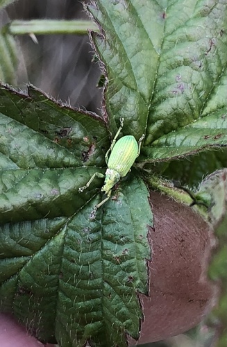 Polydrusus planifrons