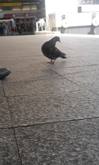 Columba livia domestica