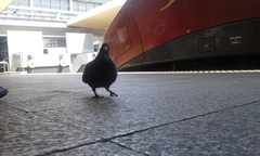 Columba livia domestica