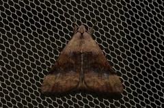 Avatha discolor
