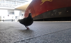 Columba livia domestica