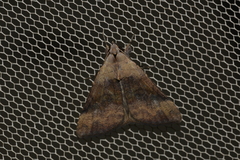 Avatha discolor