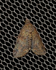 Lophoptera hemithyris