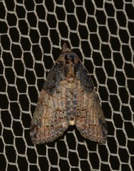 Lophoptera hemithyris