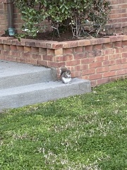 Sciurus carolinensis
