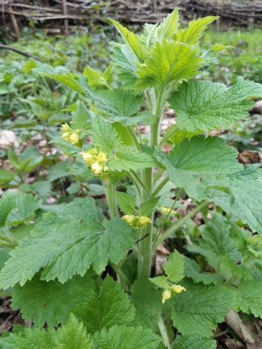 Yellow Figwort (Scrophularia vernalis)